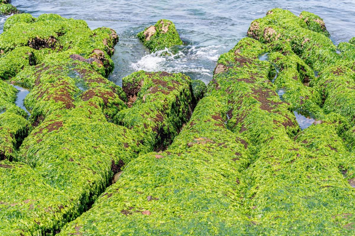 Why Gelidium Marine Is the Ocean’s Best-Kept Secret for Radiant, Healthy Skin