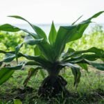Why the Kappaphycus Plant Is Your Skin’s New Secret Weapon (And How to Use It Right)