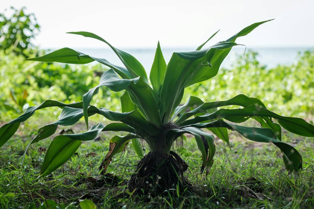 Why the Kappaphycus Plant Is Your Skin’s New Secret Weapon (And How to Use It Right)