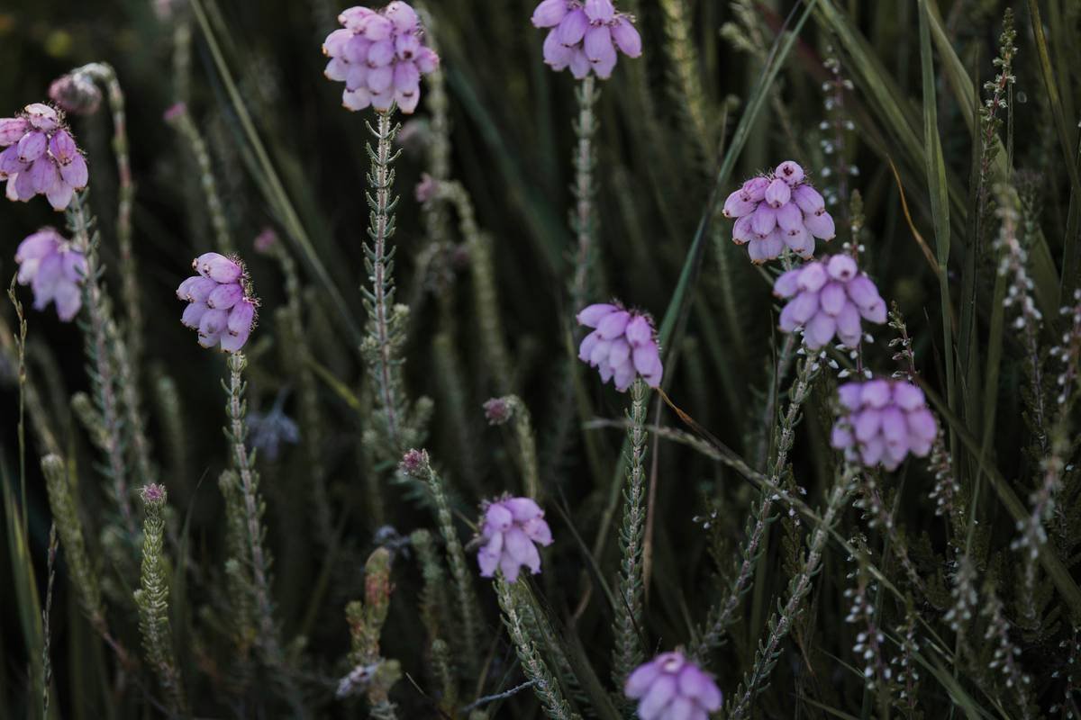 A bunch of flowers that are in the grass