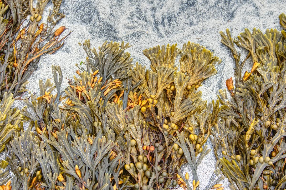 a close up of a bunch of plants with snow in the background