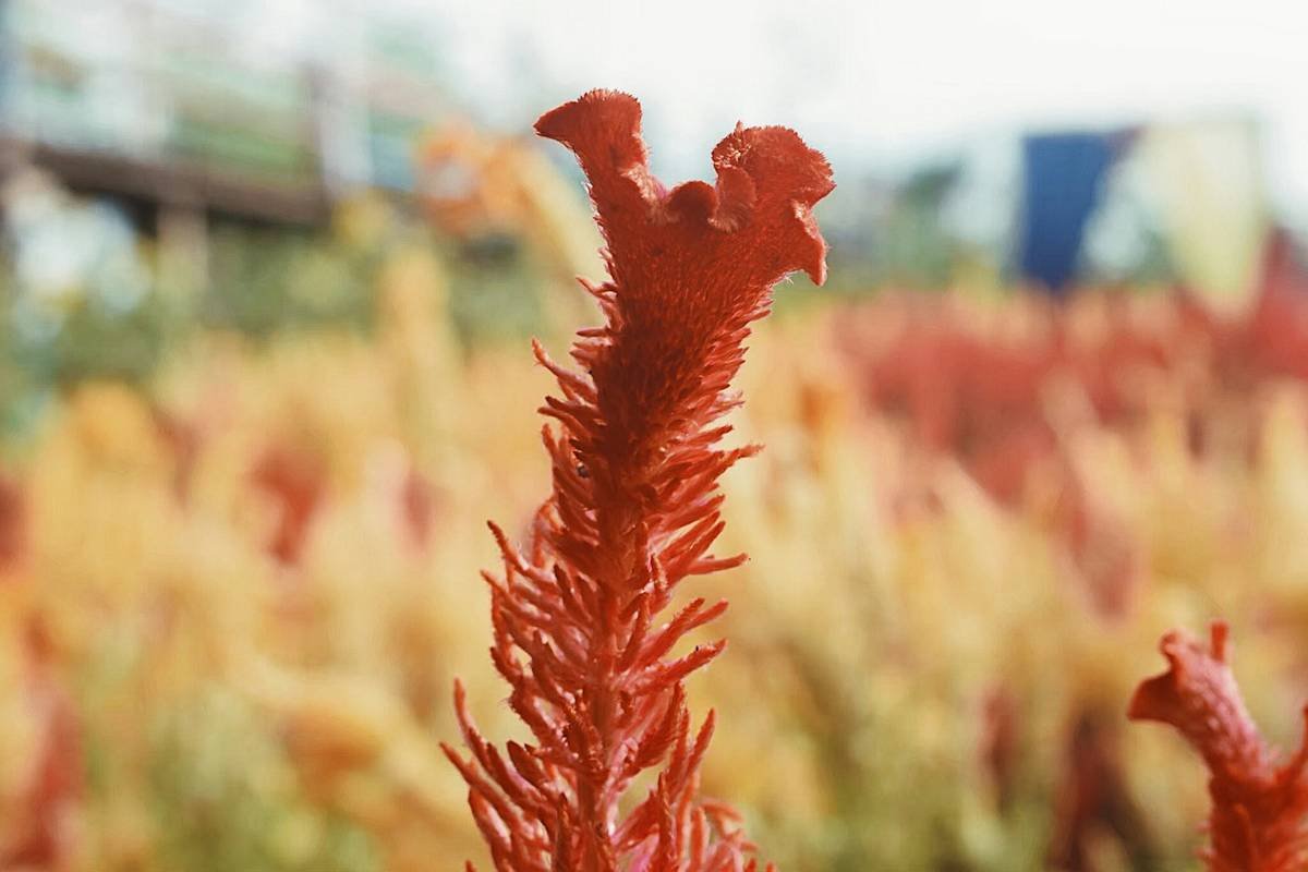 a close up of a flower