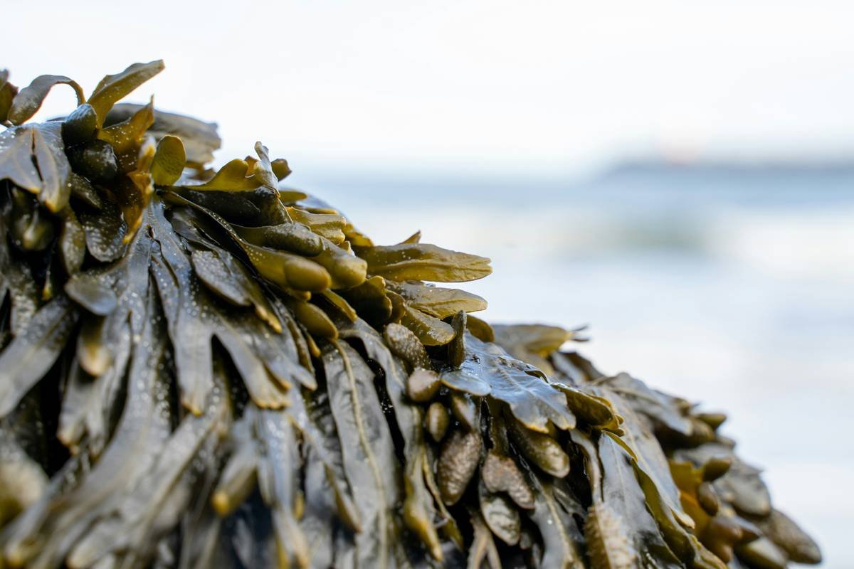 Cladophora Algae in Skincare: The Underrated Organic Seaweed Powerhouse You’re Overlooking