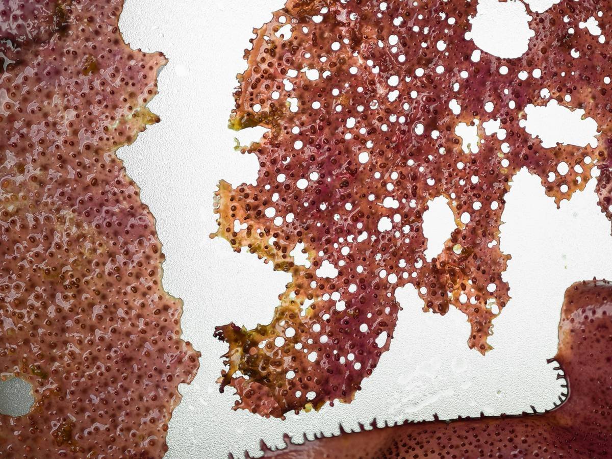 Close-up of a perforated reddish-brown organic texture