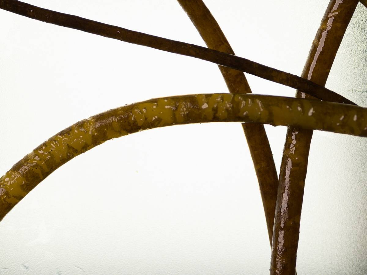 Close-up of brown kelp strands on white background
