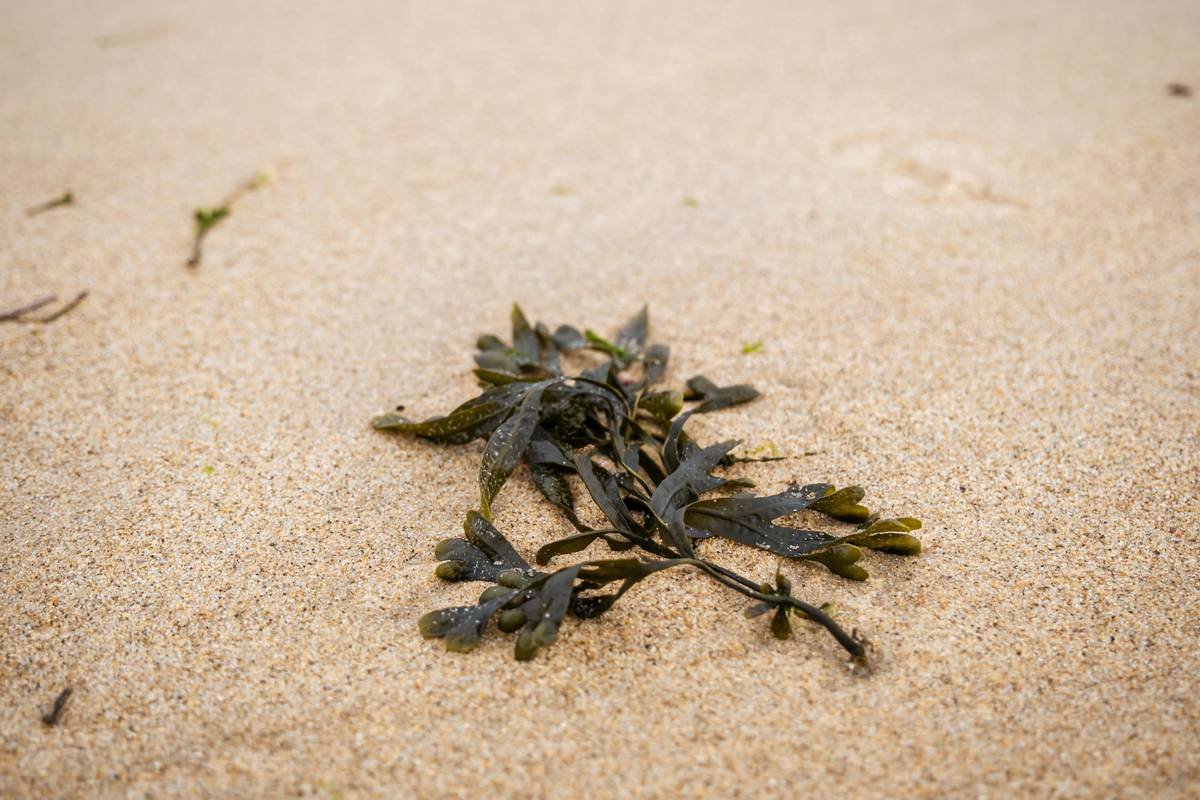 Infographic showing codium seaweed's key bioactive compounds: ulvan, fucoidan, amino acids, minerals, and their skin benefits including hydration, barrier repair, and collagen synthesis