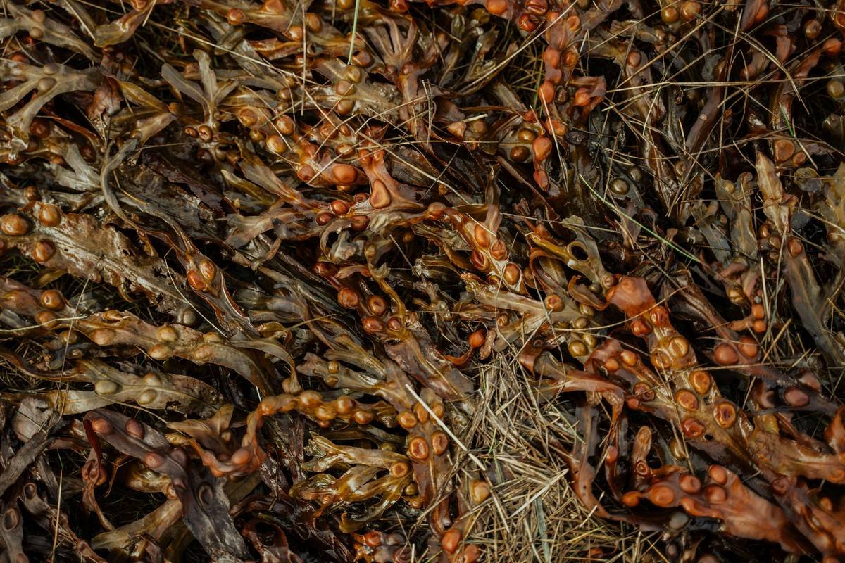 Is a Sargassum Supplement the Missing Link in Your Organic Skincare Routine?