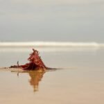 Porphyra Nutrient: The Ocean’s Secret to Radiant, Organic Skin