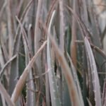 Porphyra Supplement: The Ocean’s Secret for Radiant Skin & Holistic Wellness
