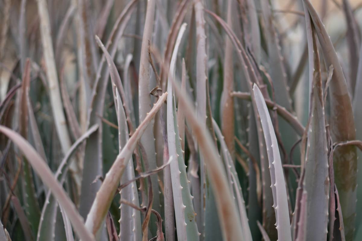 Porphyra Supplement: The Ocean’s Secret for Radiant Skin & Holistic Wellness