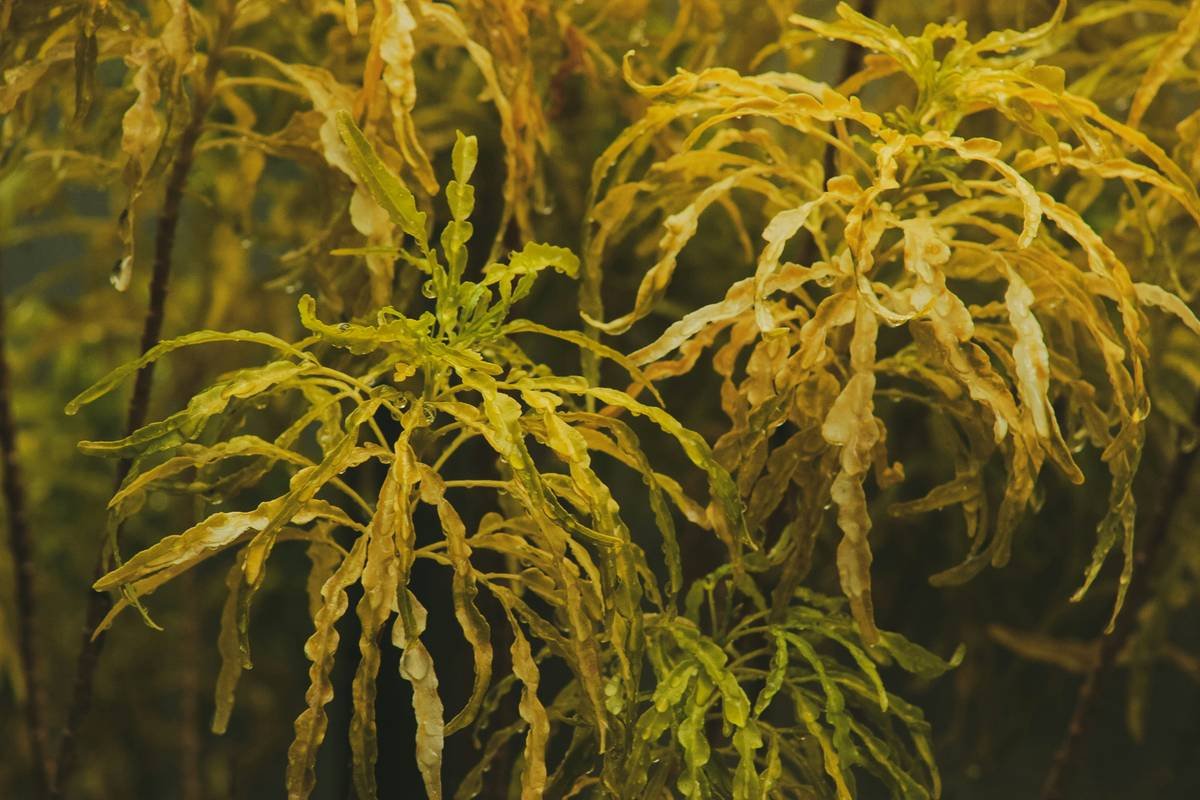 Rain can be best described only with the essence of nature. Nature Photography | Greens | Plants | Earthly | Fresh