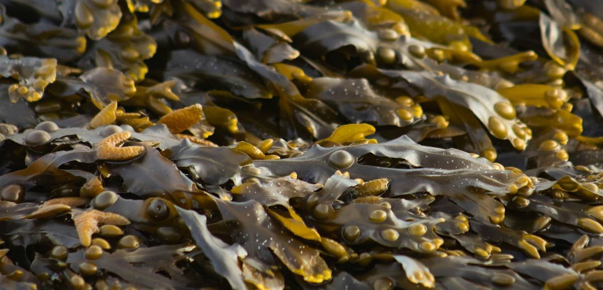 Scientific chart comparing antioxidant levels in pterocladia vs. other seaweeds like kelp and chlorella