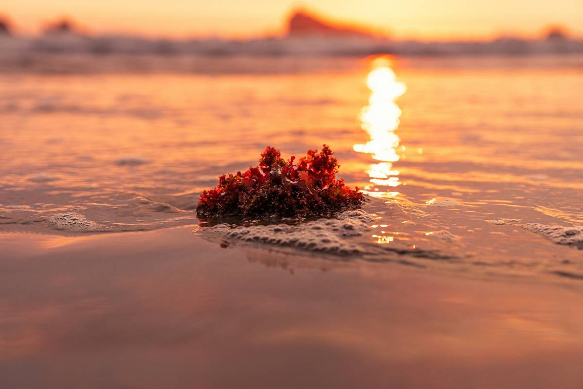 Seaweed Closeup At Sunset On Ocean Beach Coastline