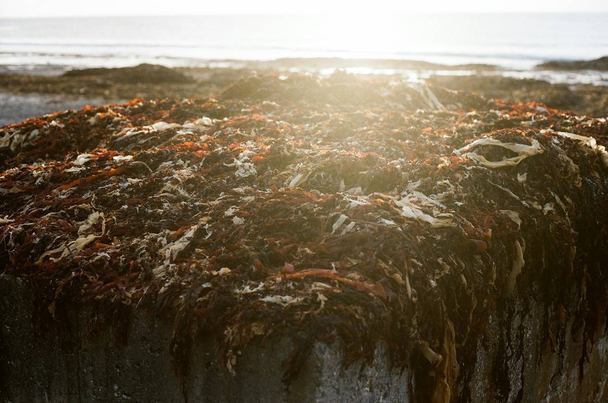 Sunlight shines on seaweed-covered rocks near ocean
