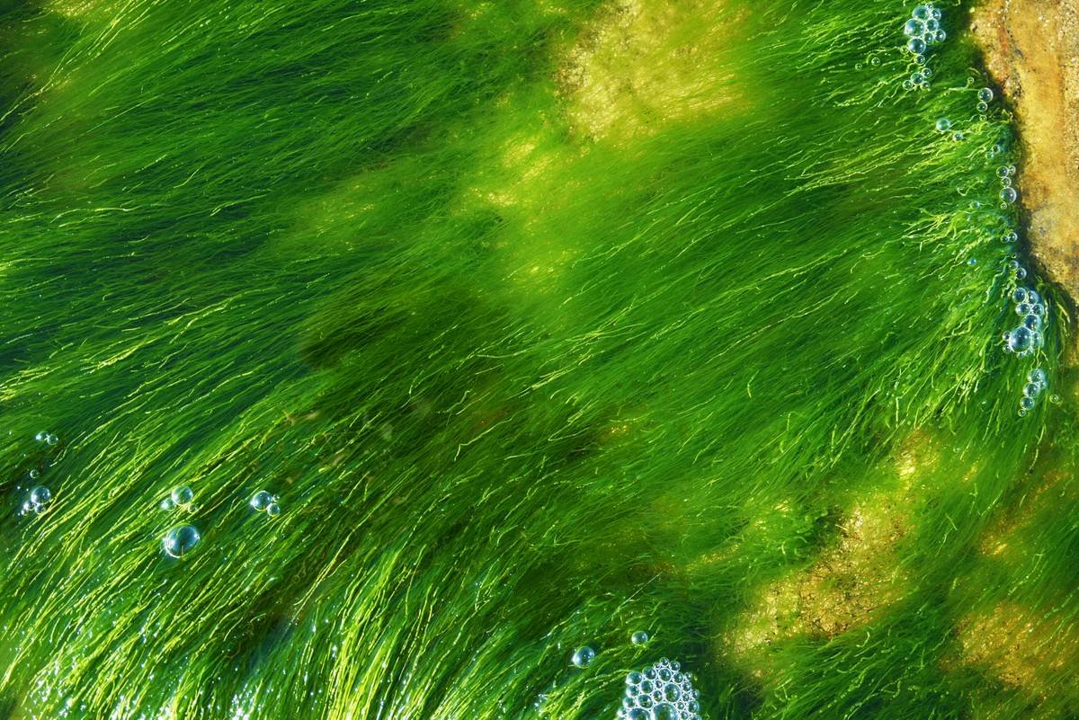 Swaying green kelp or seaweed and little bubbles.