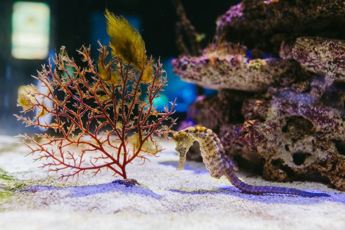 Two seahorses swim near coral on sandy seabed.