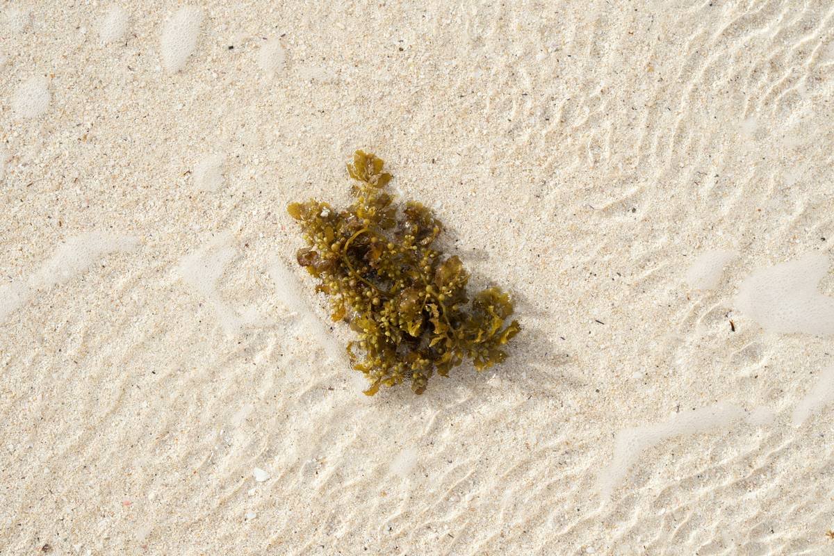 Valonia Algae: The Ocean’s Secret Weapon for Radiant, Organic Skincare