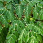 What Is a Laminaria Pill? Your Deep Dive Into Organic Seaweed’s Skincare Secret