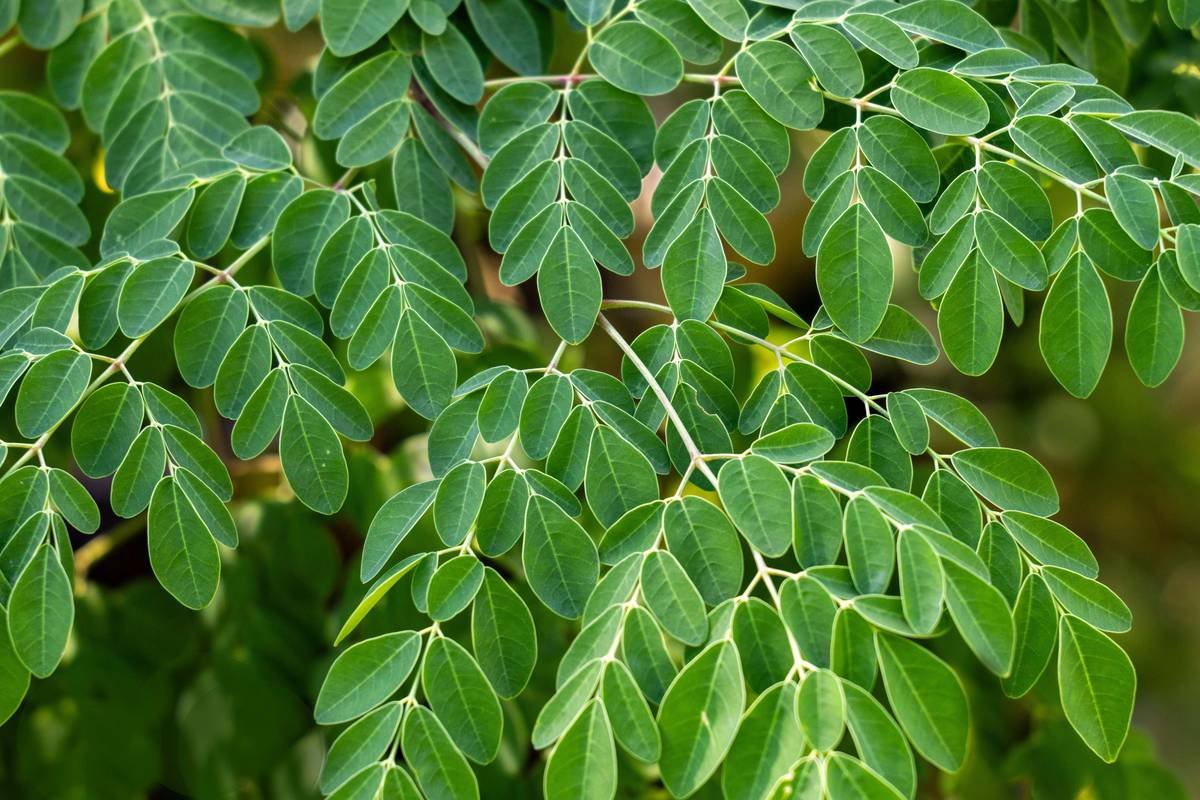 What Is a Laminaria Pill? Your Deep Dive Into Organic Seaweed’s Skincare Secret