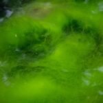 What Is Hypnea Nutrient—and Why Your Skin Is Craving This Ocean Superfood