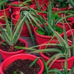 What Is the Acetabularia Plant—and Why Your Organic Skincare Routine Needs It