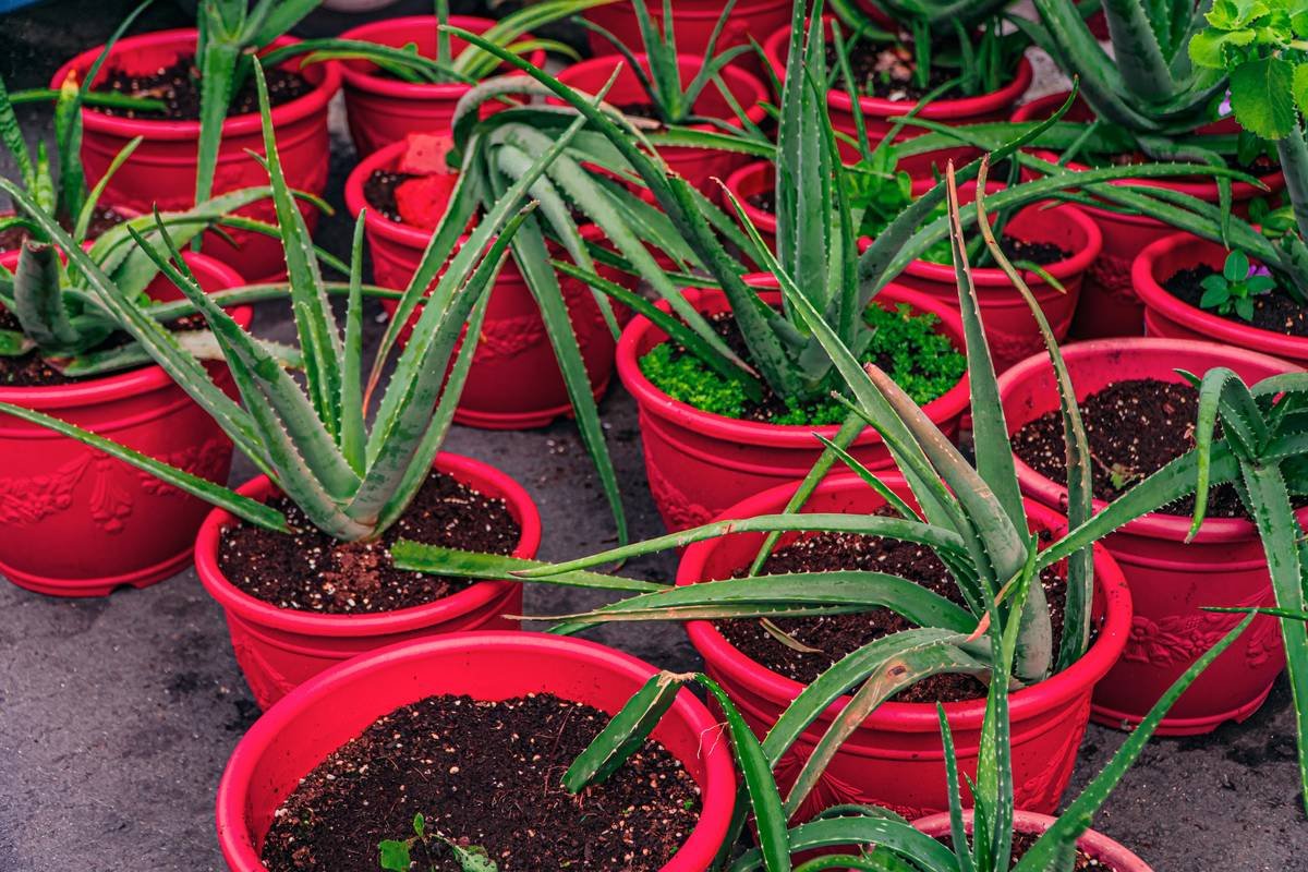 What Is the Acetabularia Plant—and Why Your Organic Skincare Routine Needs It