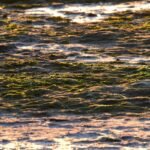 Why Codium Seaweed Is the Underrated Powerhouse in Organic Skincare (And How to Use It Right)