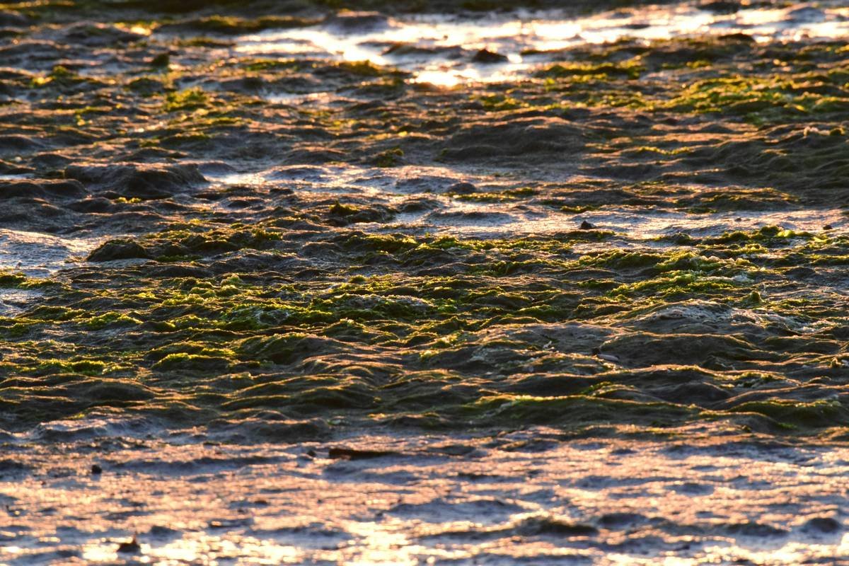 Why Codium Seaweed Is the Underrated Powerhouse in Organic Skincare (And How to Use It Right)