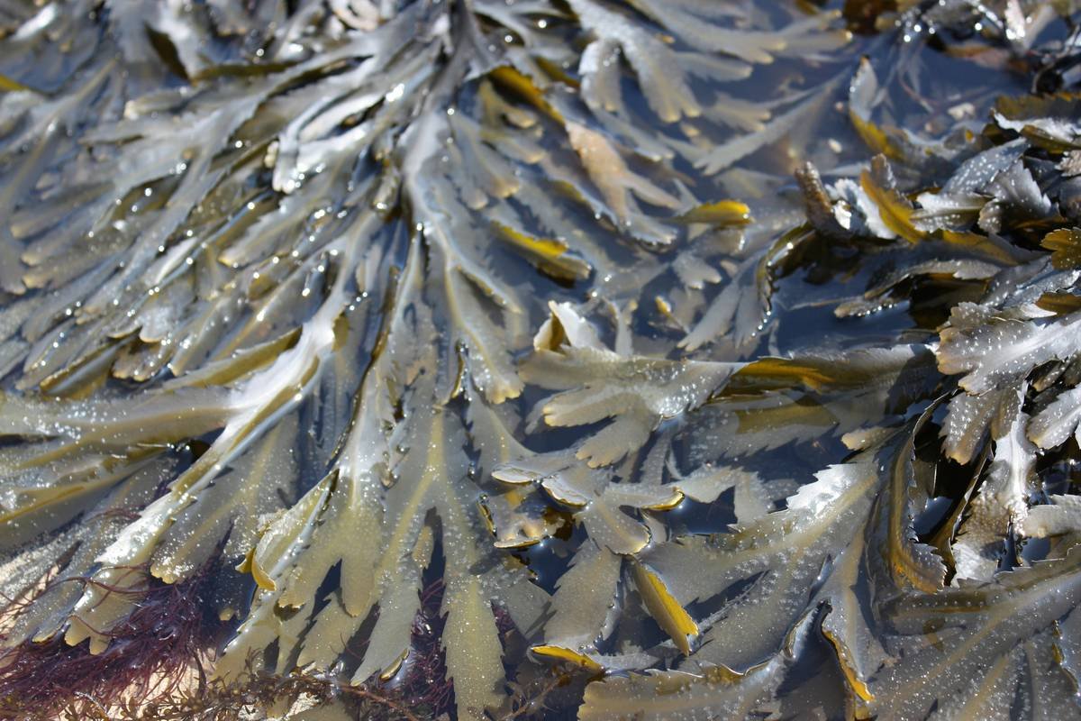 a bunch of fish that are swimming in some water