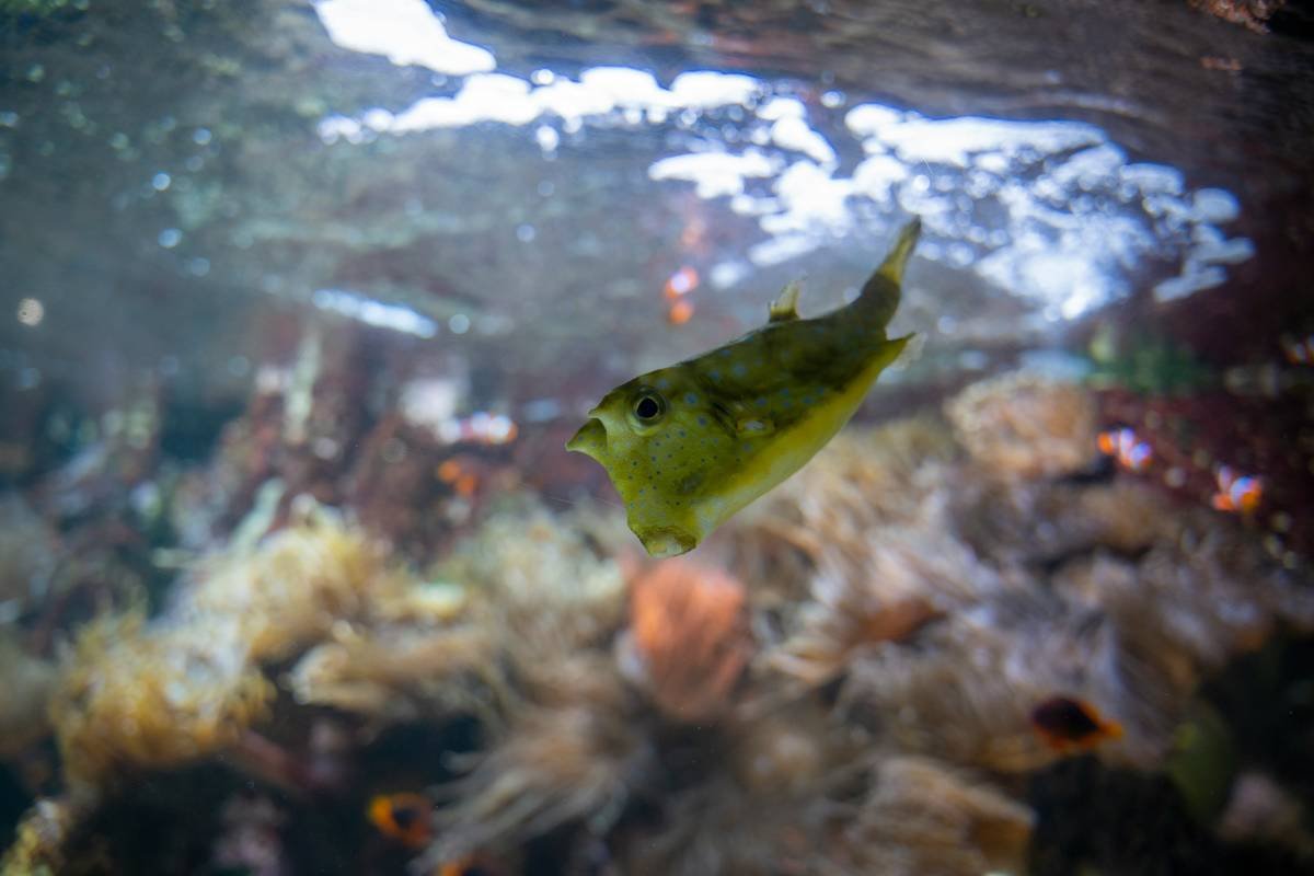 a green fish in water
