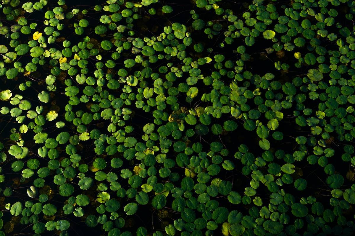 a large group of green plants in a field