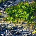a patch of green moss growing on the ground
