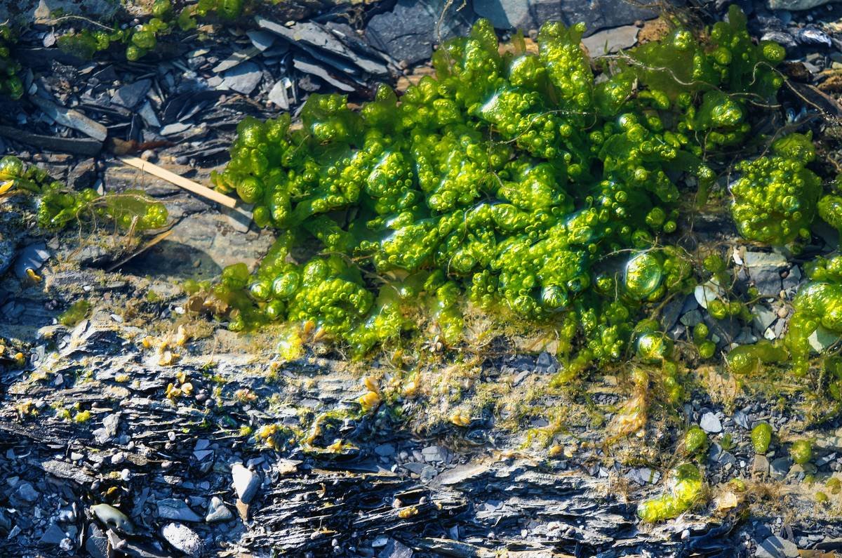 a patch of green moss growing on the ground