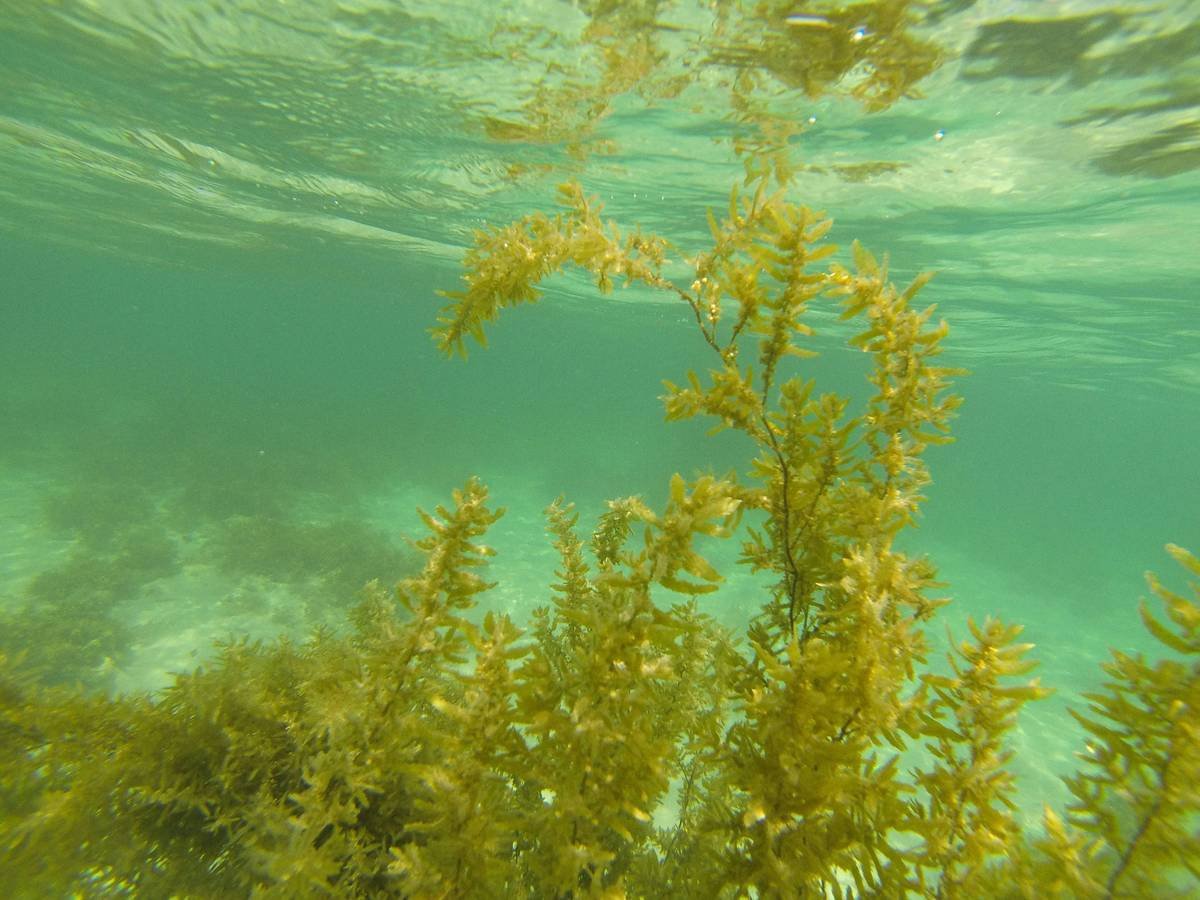 a sea weed in the water near the bottom of the water