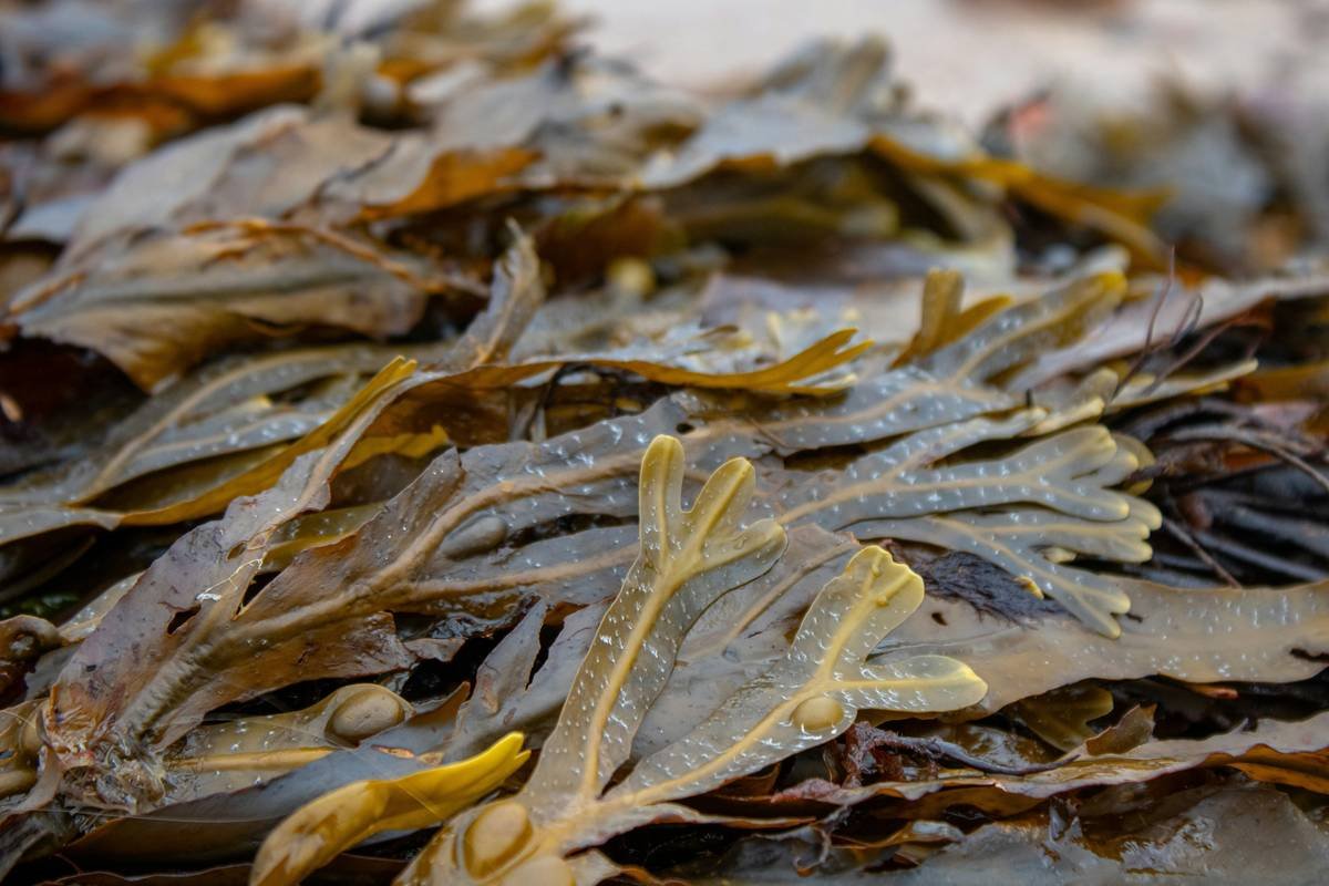bladderwrack seaweed lying on the shore