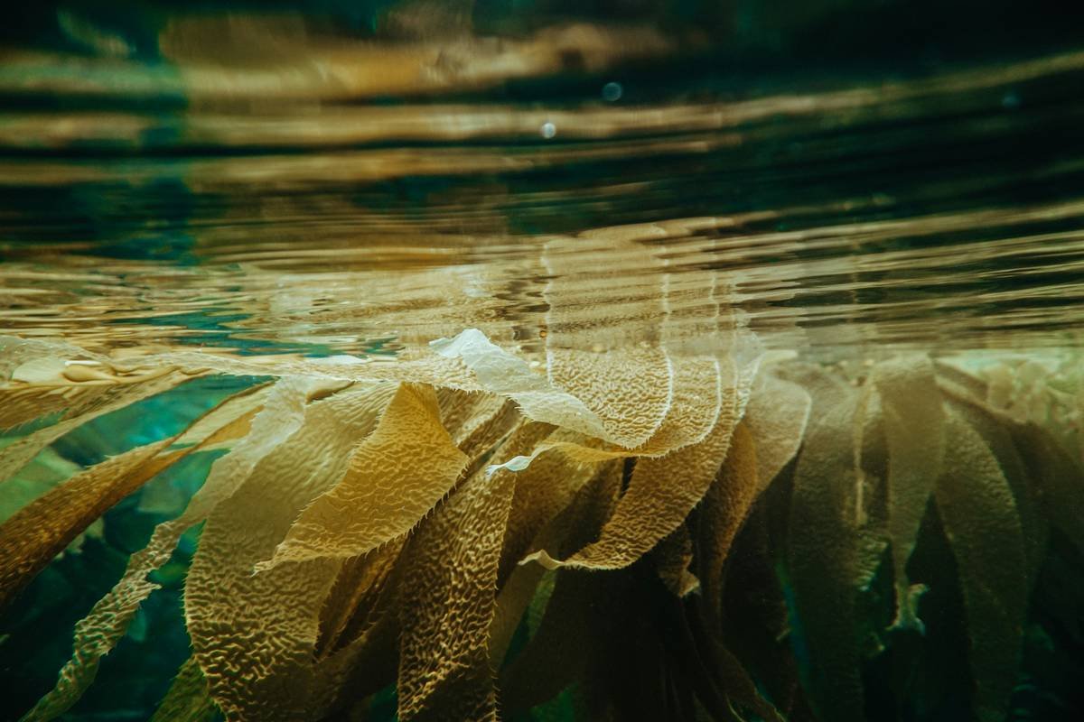 Captured on a low tide free dive in Laguna Beach. The tide was so low that kelp was floating on the surface making it hard to navigate but also quite beautiful.
