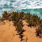 Chlamydomonas Super: The Organic Seaweed Secret Your Skin’s Been Craving