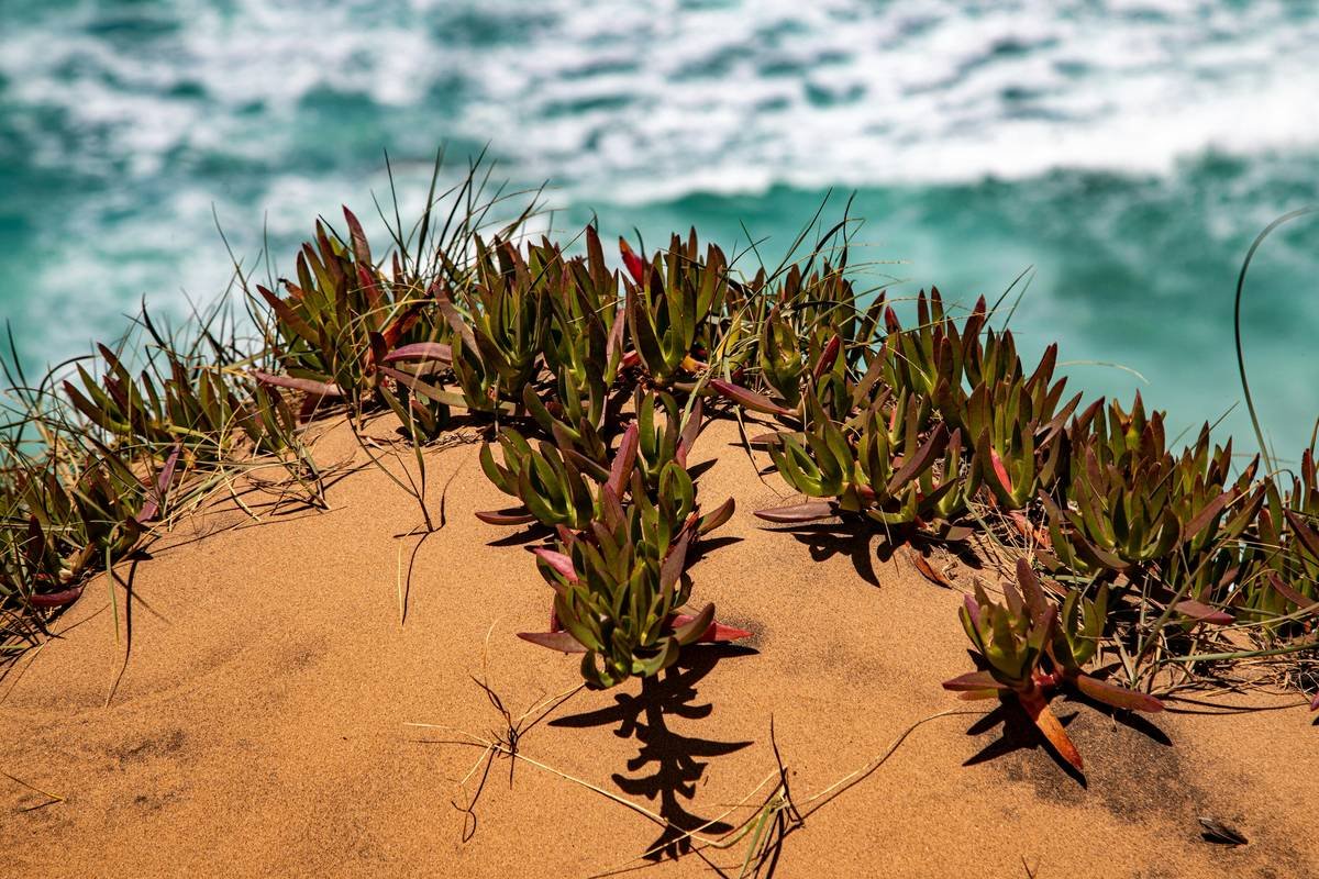 Chlamydomonas Super: The Organic Seaweed Secret Your Skin’s Been Craving
