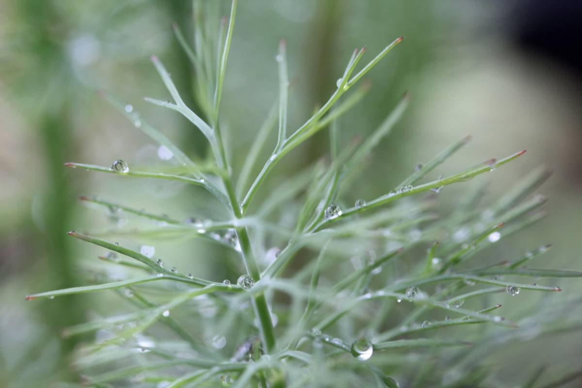 Dew drops on delicate green dill fronds