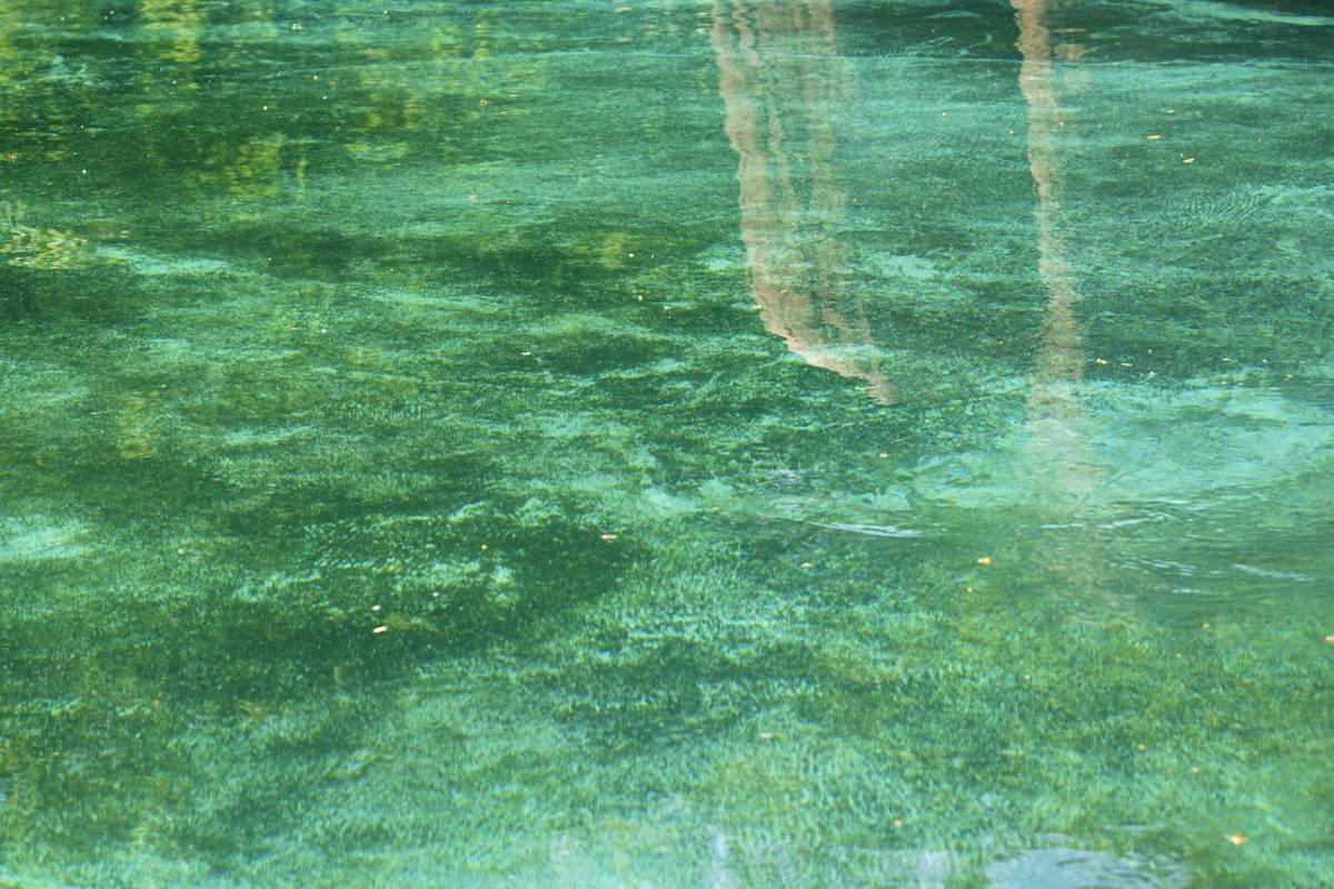 Green water with reflections and submerged aquatic plants.