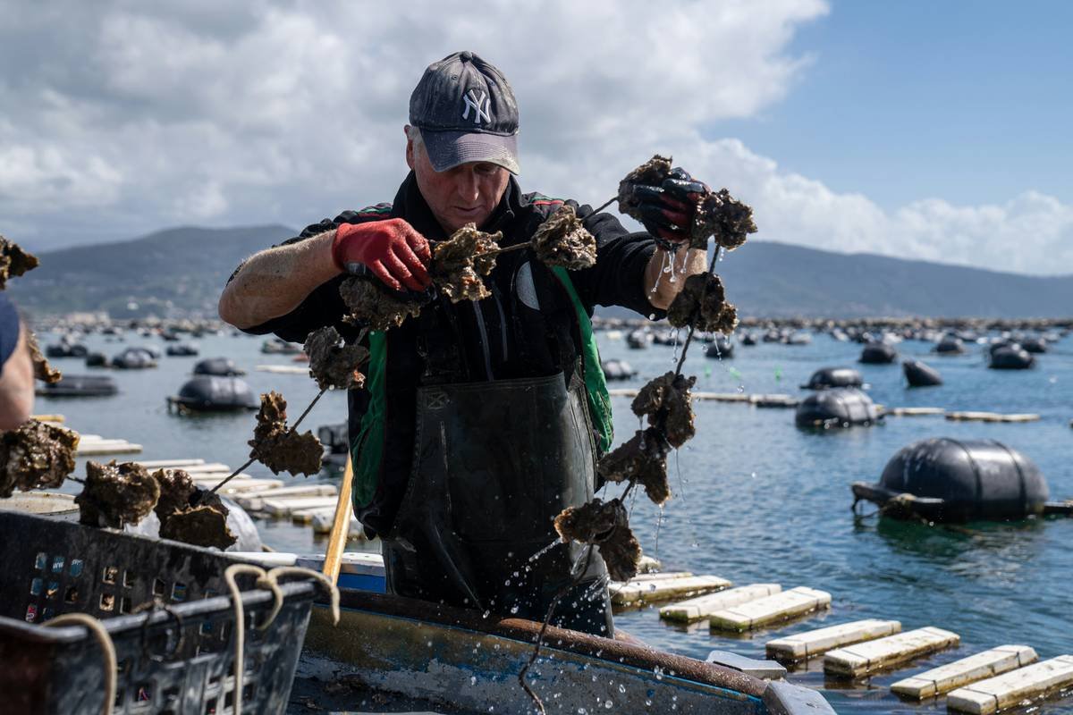 Ostriche e mitili freschi appena raccolti dalle acque italiane di La Spezia in Liguria. Se vuoi, utilizza le nostre foto e rimanda con un backlink al nostro sito www.mitiliemitili.it , seguici anche su instagram e tiktok @mitiliemitili