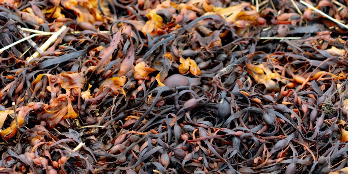 Pile of Drying Seaweed from the Strandline