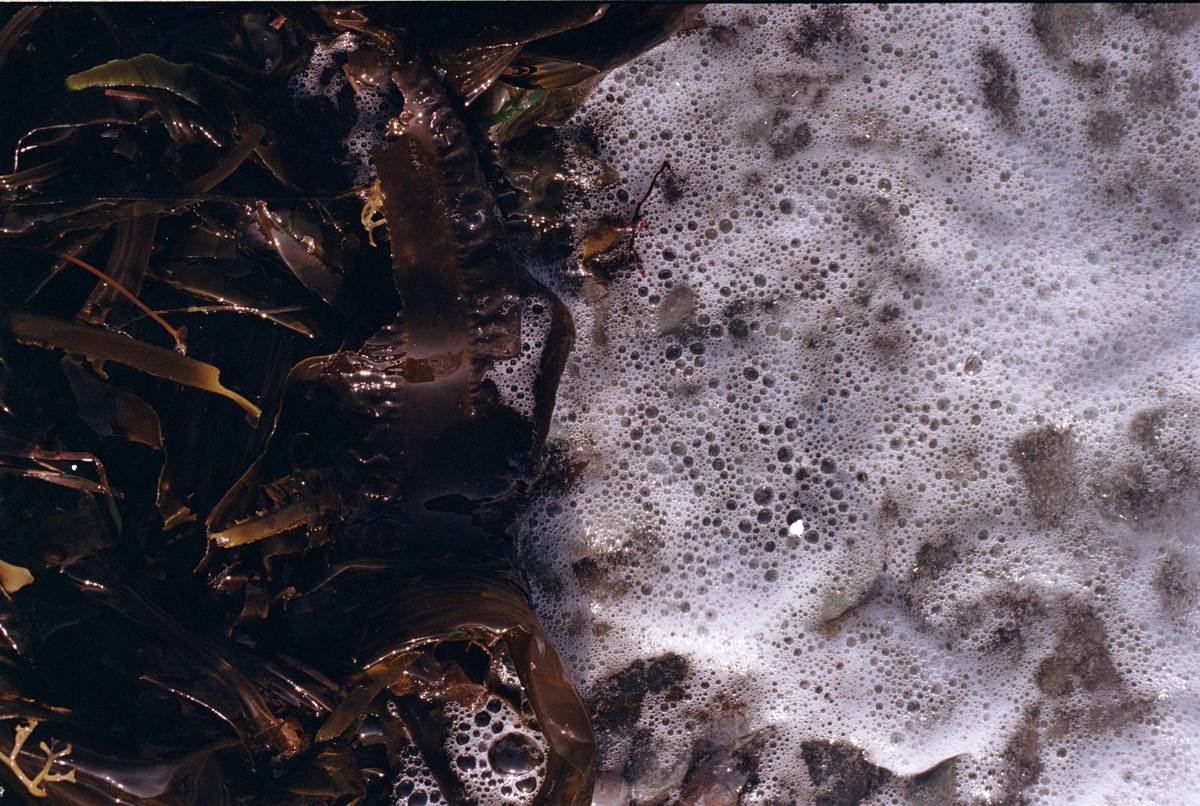 Seaweed and foamy water come together.
