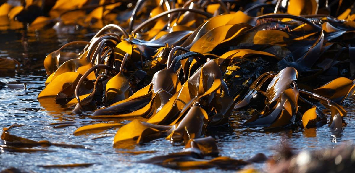 Seaweed - Kelp fronds exposed at low tide on a rocky Scottish shoreline This is Oarweed - Laminaria digitata, the most abundant kelp found on our shores.