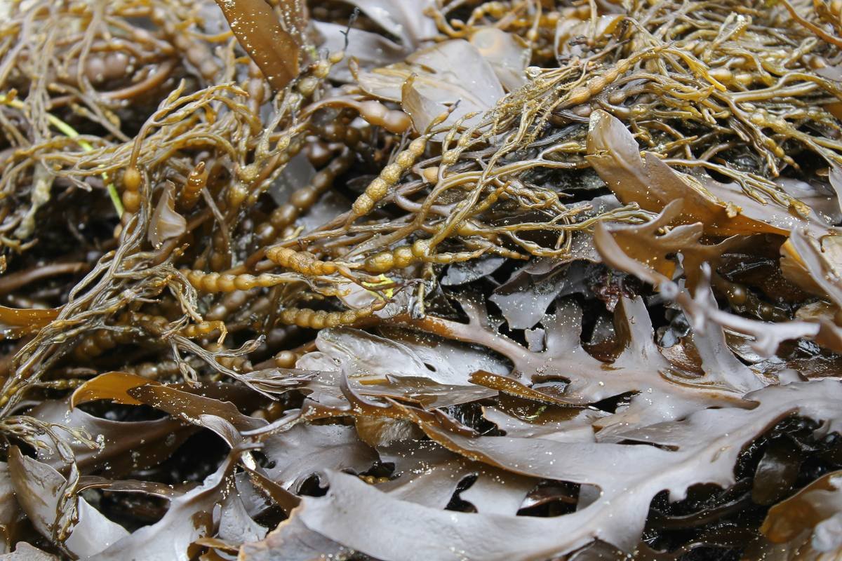 Seaweed on the beach