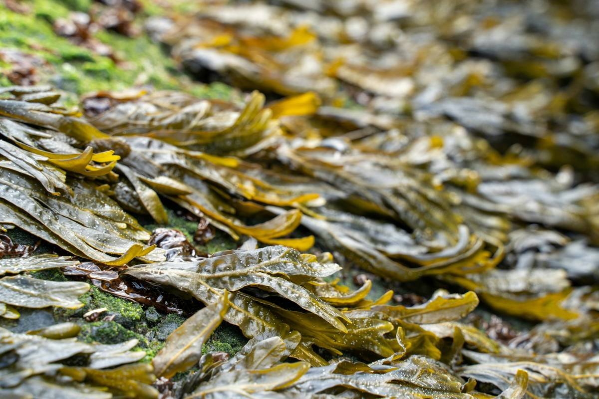 Seaweed