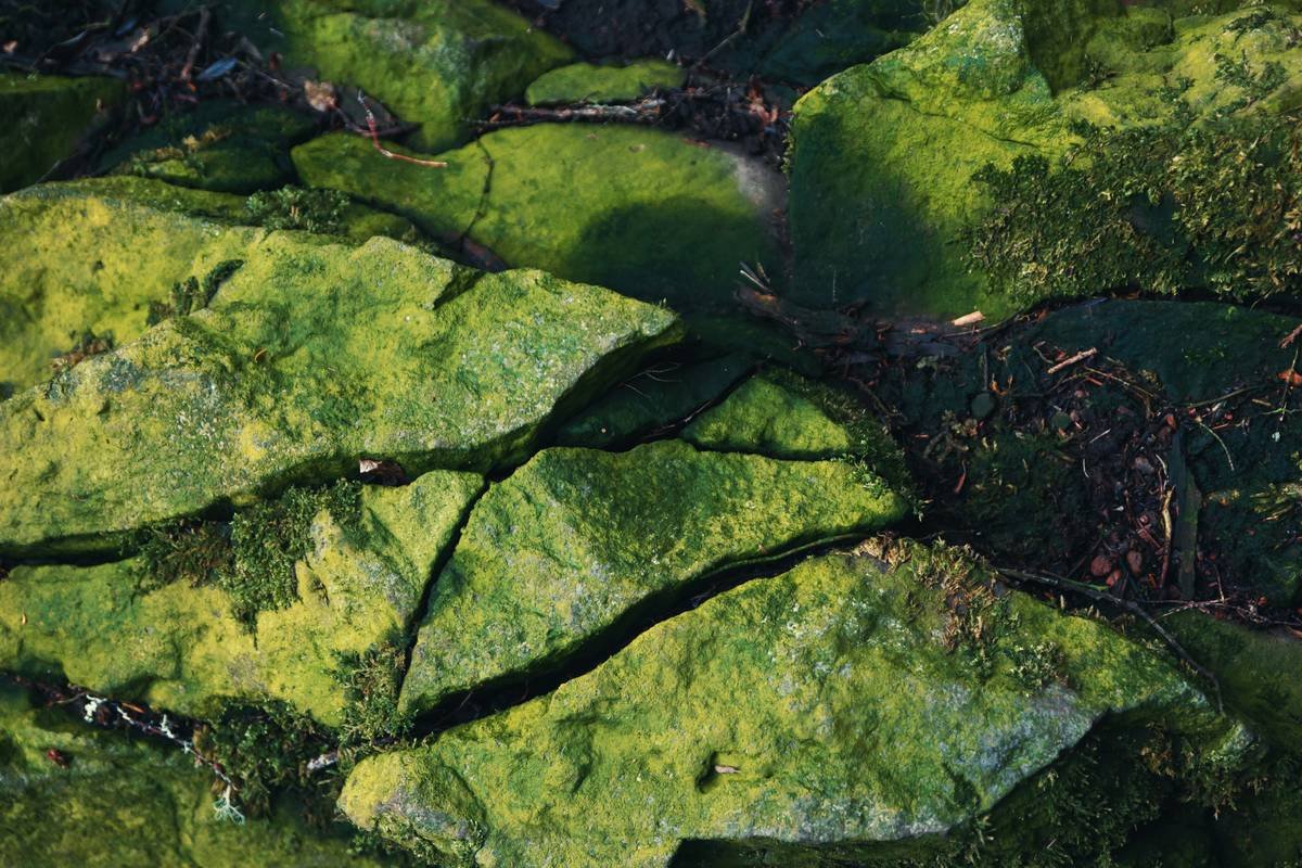 Stones in the humid climate. Don't forget to credit the author, please)
