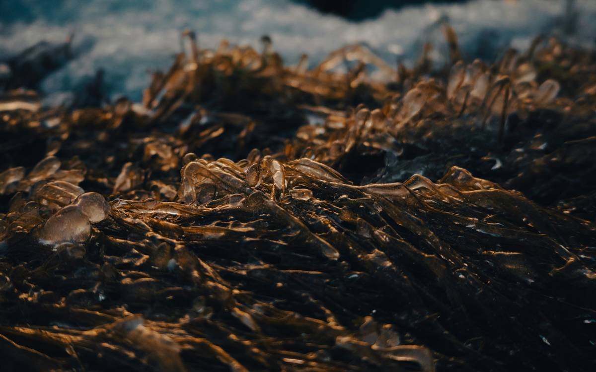 What Is Padina Food? Why This Organic Seaweed Is the Secret Weapon in Clean Beauty