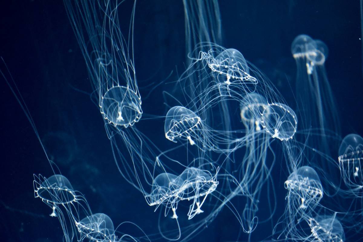 White jellyfish in deep blue water