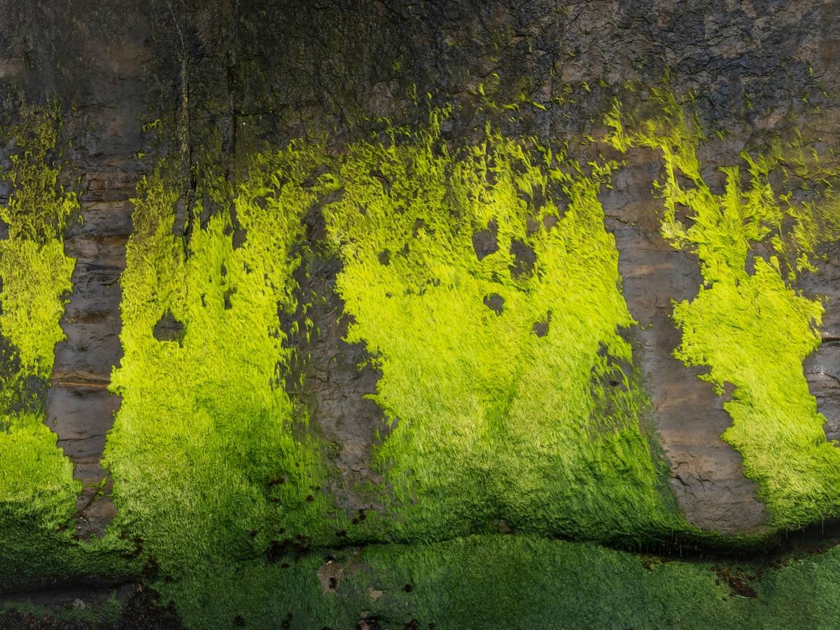 green pattern of moss and algae growing on rock face